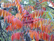 math models set in nature can visually intensify the structure within nature itself