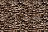 texture: bark14