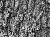 texture: bark30