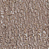 texture: barklores_c