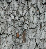 texture: roughbark1