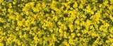 texture: flower03
