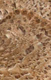 texture: fungii03