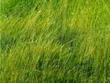 texture: acharya_grass10