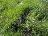 texture: acharya_grass13