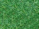 texture: acharya_grass8