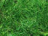 texture: acharya_grass9