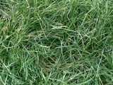 texture: acharya_grass