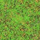 texture: grass19