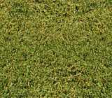 texture: grass1