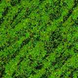 texture: grass27