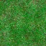 texture: grass29