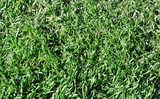 texture: grass31