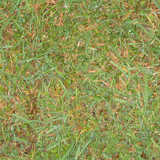 texture: grass37