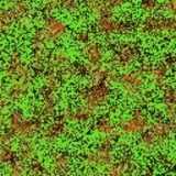 texture: grass38