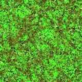 texture: grass39