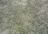 texture: grass43