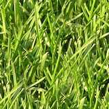 texture: grass45