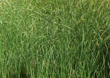 texture: grass46