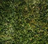 texture: grass5