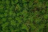 texture: leaf8