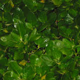 texture: leaves2