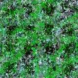 texture: moss4