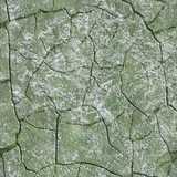 texture: rock_moss