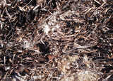 texture: dry_seaweed1