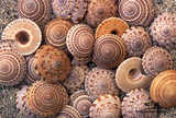 texture: spiralshell2