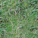 texture: grass42