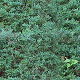 texture: bush01