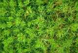 texture: evergreen